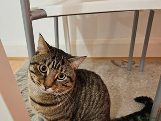 American Shorthair cats Cat for urgent rehomeing - Advert 2