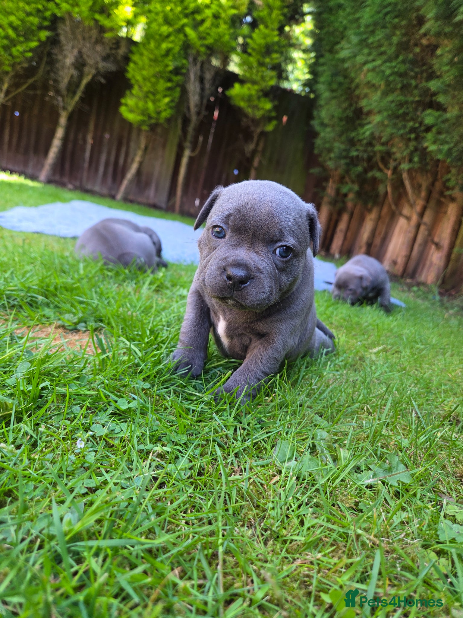 Staffordshire Bull Terrier dogs KC Registered Staffy Puppies - Advert 6