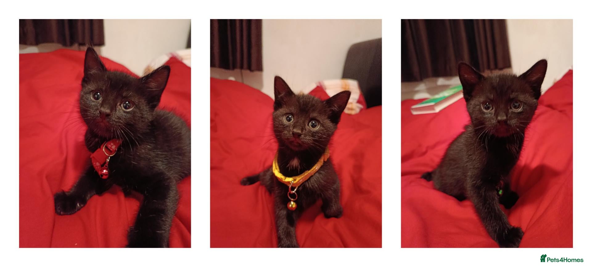 Mixed Breed cats for sale: ✨ 😺 Stunning Kittens - Advert 14