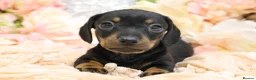 Miniature Dachshund dogs for sale: Miniature Dachshund Puppies - Advert 7