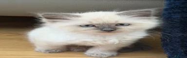 Siberian Neva Masquerade Kitten 3