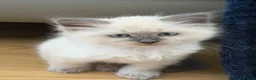Neva Masquerade cats for sale: Adorable Siberian Neva masquerade kittens for sale in Southport - Advert 5