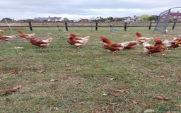 Chickens poultry for sale: Laying chickens  - Image 4