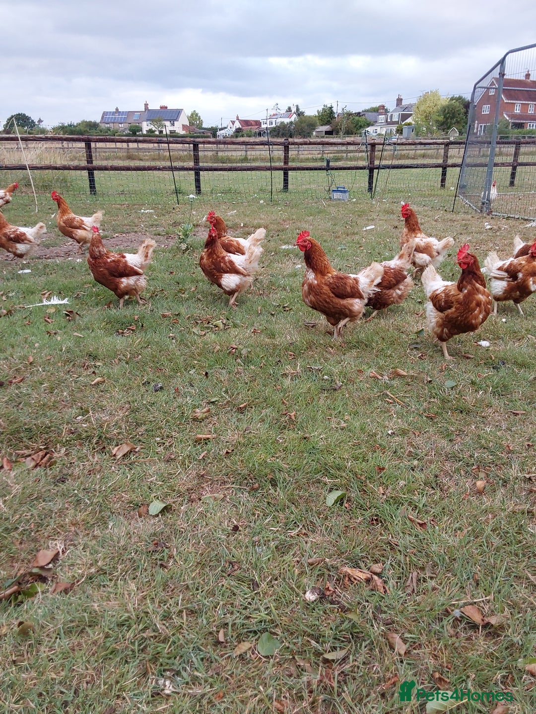 Chickens poultry for sale: Laying chickens  - Image 4