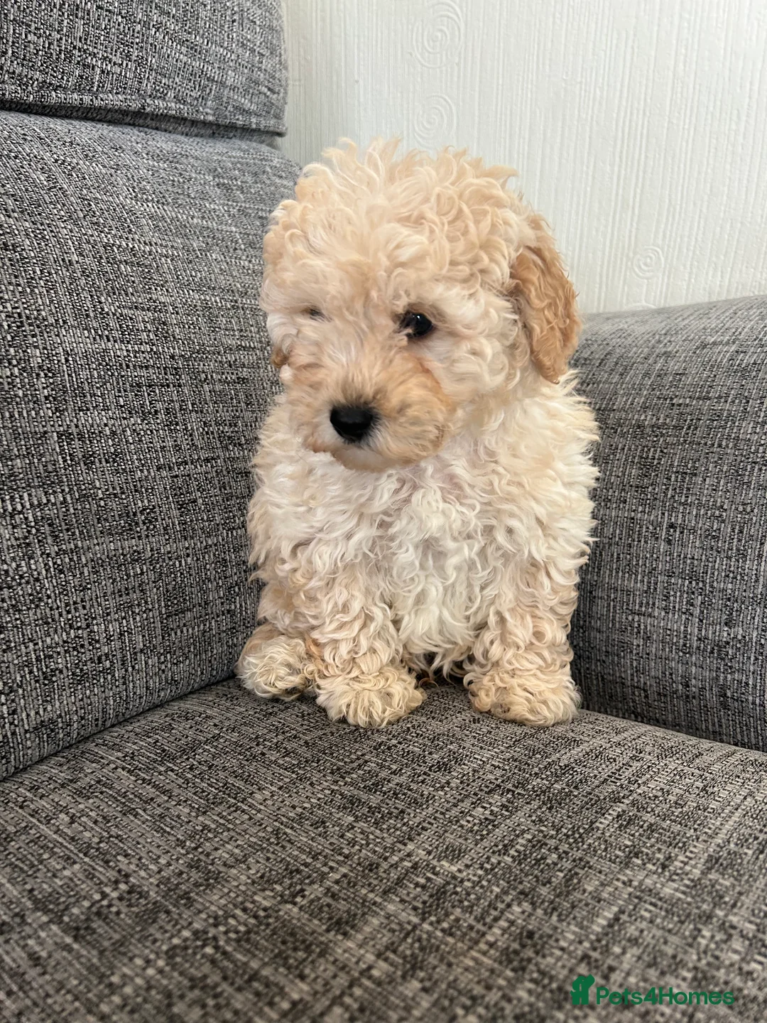 Cavapoochon dogs for sale: Cavapoochon puppies for sale  in Stoke-on-Trent - Advert 6