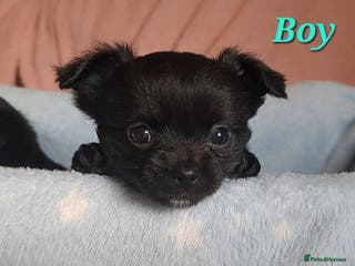 Chihuahua dogs Long Coat Chihuahua puppies for sale - Advert 17