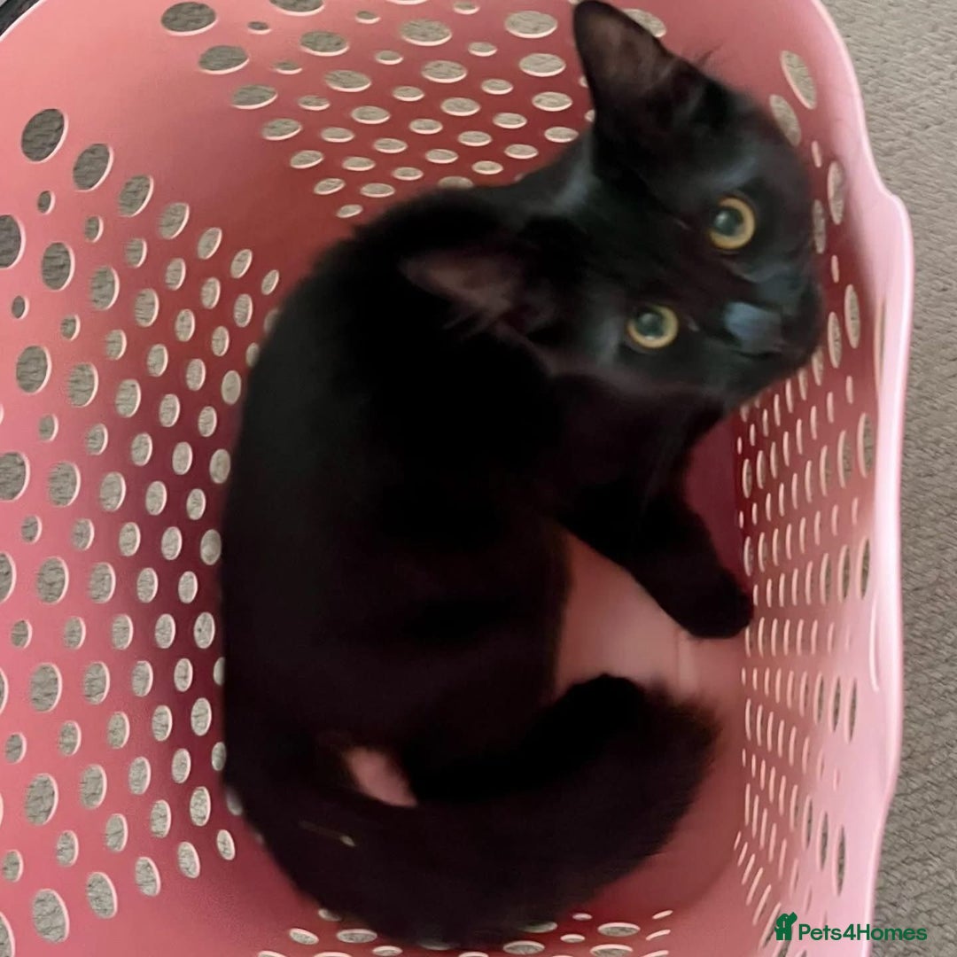 Domestic Shorthair cats for adoption: Mocha, 5 months old  - Image 2