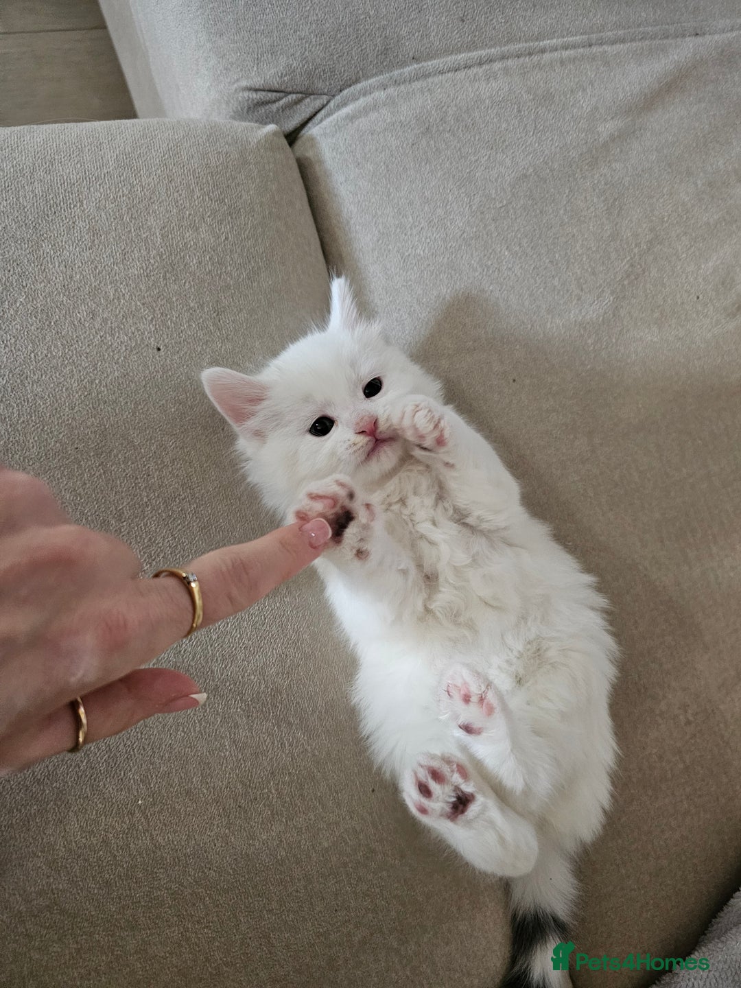 Turkish Angora cats for sale: Kittens for sale - Advert 1