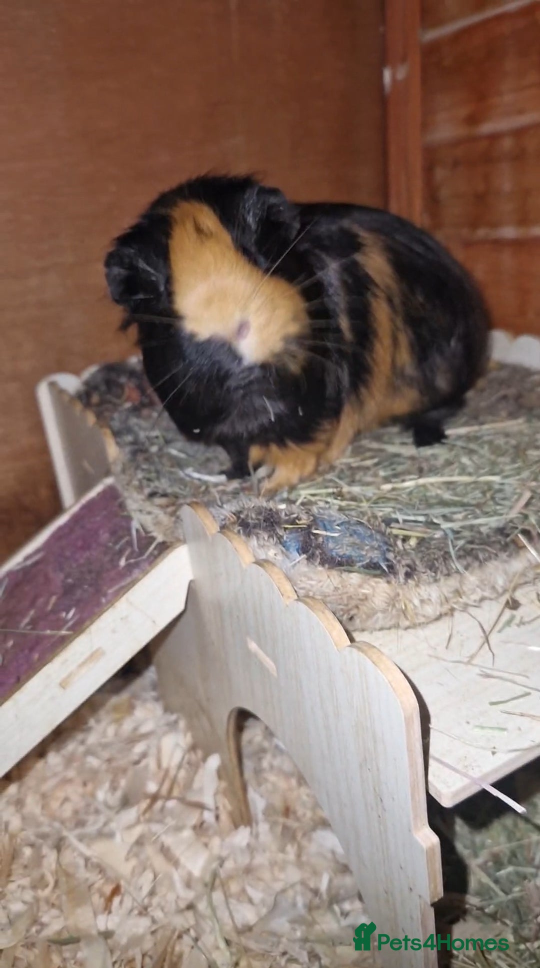Guinea Pig rodents for sale: Beautful female guineapig  - Advert 2