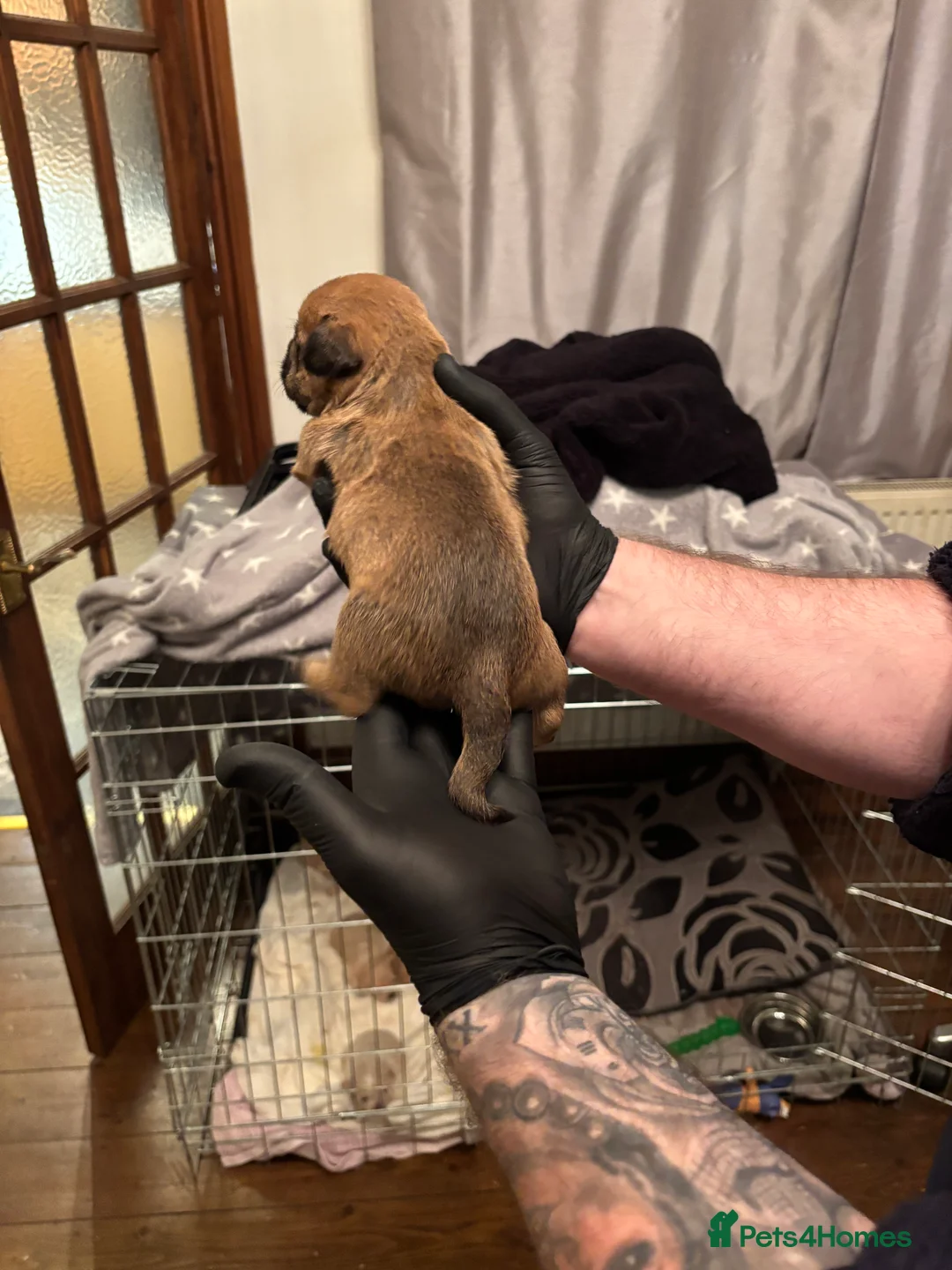 Mixed Breed dogs for sale: Floodles - Advert 17