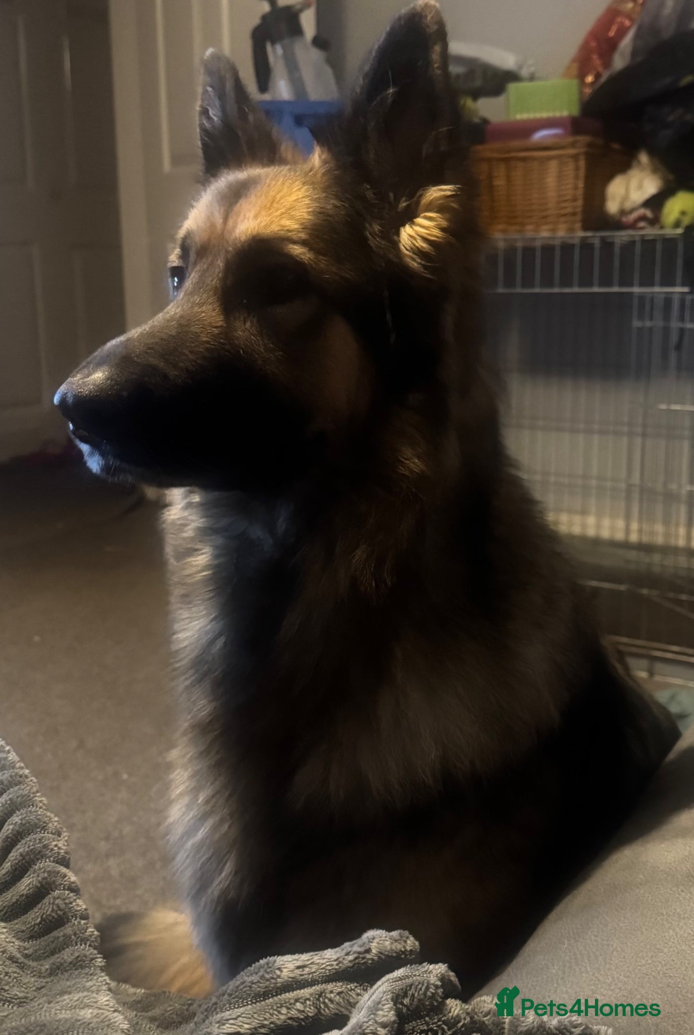 German Shepherd dogs Beautiful KC registered  German shepherd girl  - Advert 5