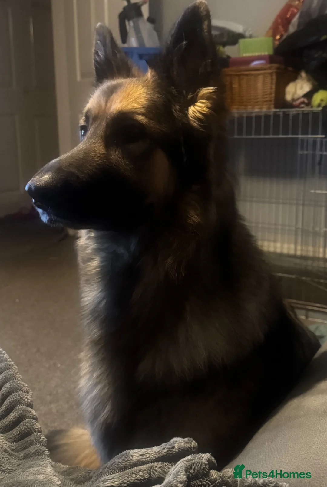 German Shepherd dogs for sale: Beautiful KC registered  German shepherd girl  - Advert 1