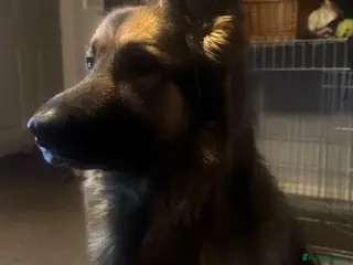 German Shepherd dogs Beautiful KC registered German shepherd girl - Advert 5