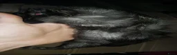 Guinea Pig rodents for sale: 4 female guinea pigs in Telford - Advert 8
