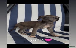 Lurcher dogs for sale: Beddlington whippet saluki greyhound  - Image 7