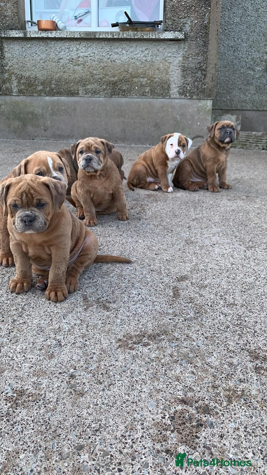 Olde English Bulldogge dogs Olde English bulldogge  - Advert 2