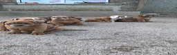 Olde English Bulldogge dogs for sale: Olde English bulldogge  - Advert 2