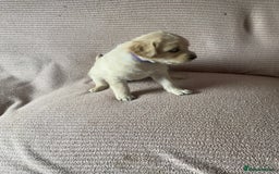 Labradoodle dogs for sale: Labradoodle puppies for sale £600-£750 - Image 21
