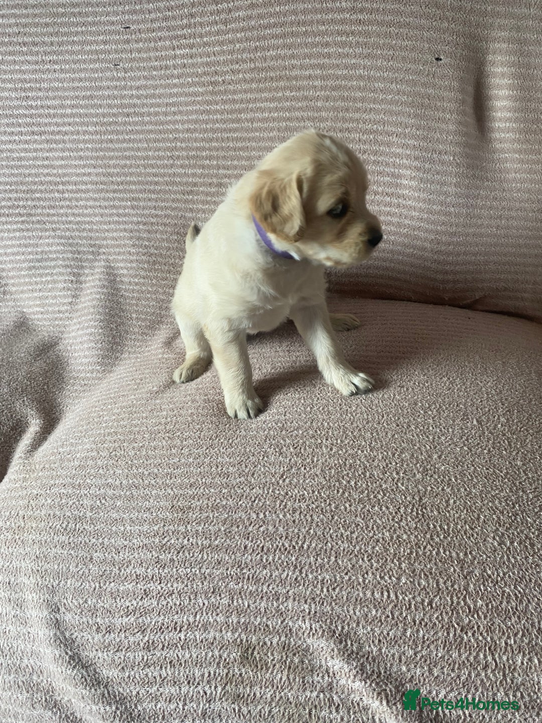 Labradoodle dogs for sale: Labradoodle puppies for sale £600-£750 - Image 21
