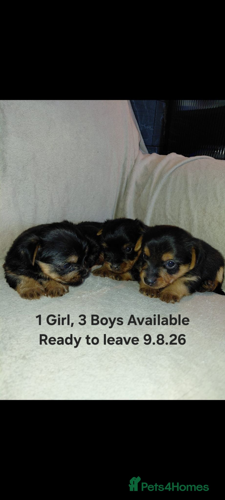 Yorkshire Terrier dogs Yorkshire Terrier INDIVIDUAL HEALTH CERTIFICATE - Advert 1