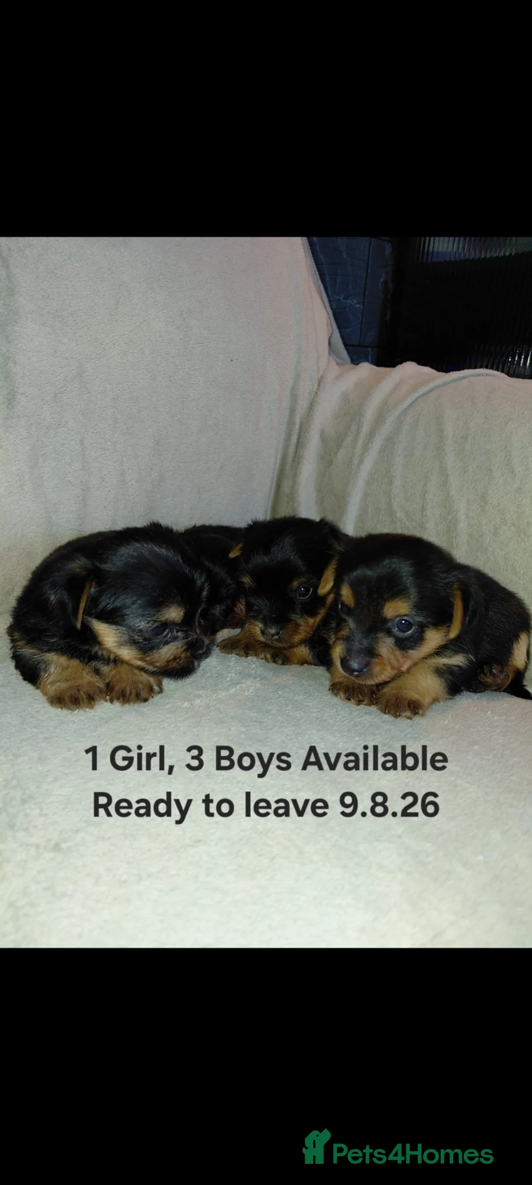 Yorkshire Terrier dogs for sale: Yorkshire Terrier INDIVIDUAL HEALTH CERTIFICATE in Poole - Advert 1