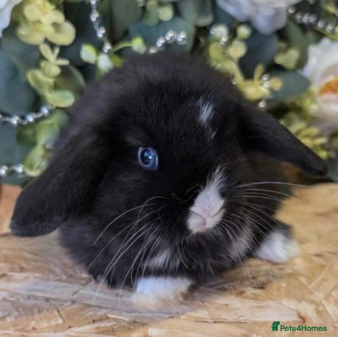 Mini Lop rabbits Mini lops will be ready 5th April 🩷💙 - Advert 13