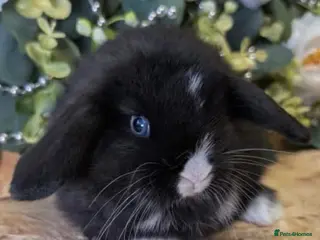 Mini Lop rabbits Mini lops will be ready 5th April 🩷💙 - Advert 13