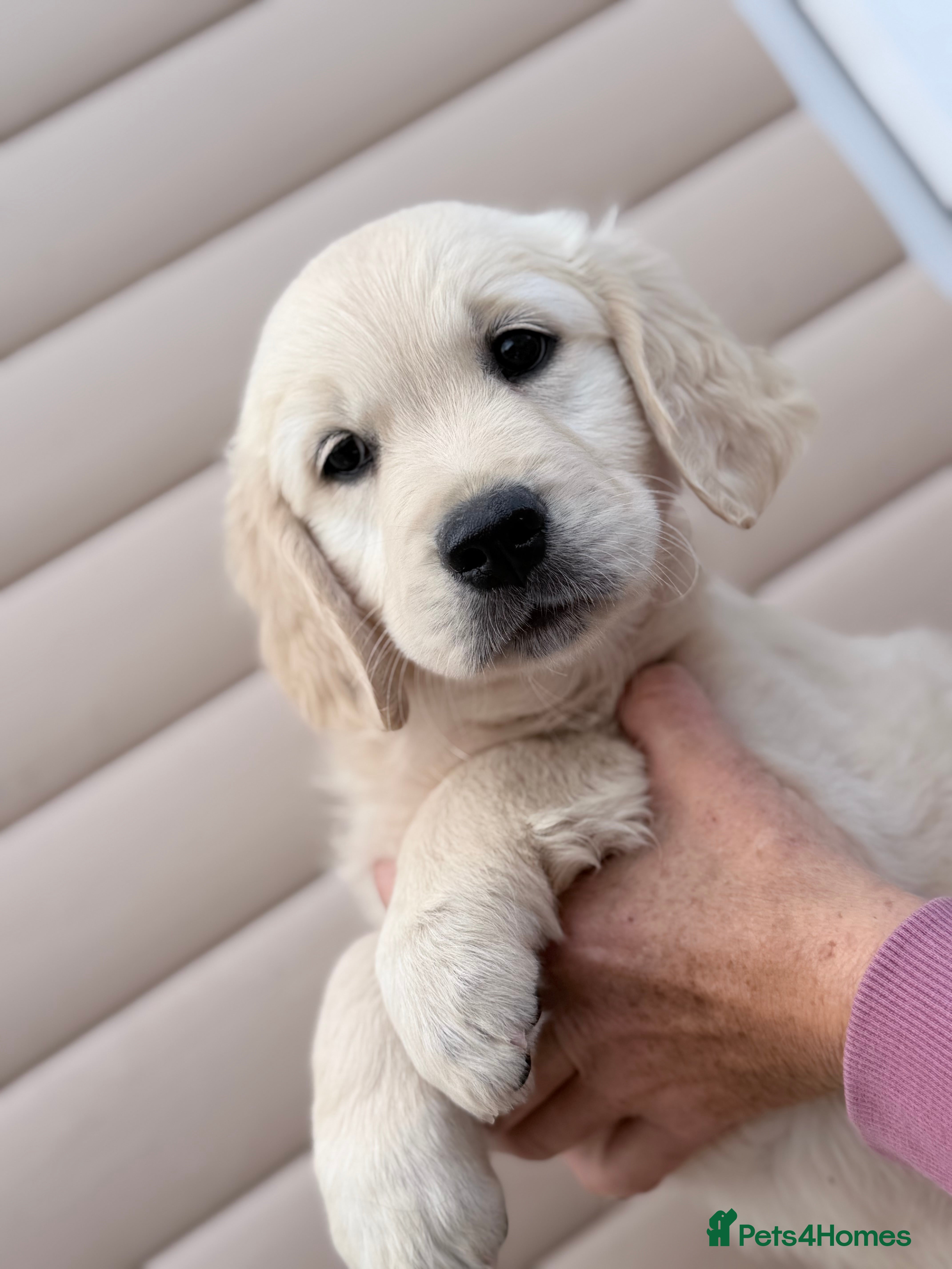 Golden Retriever dogs Golden retrievers - Advert 2