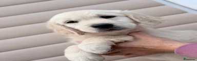 Golden Retriever 3