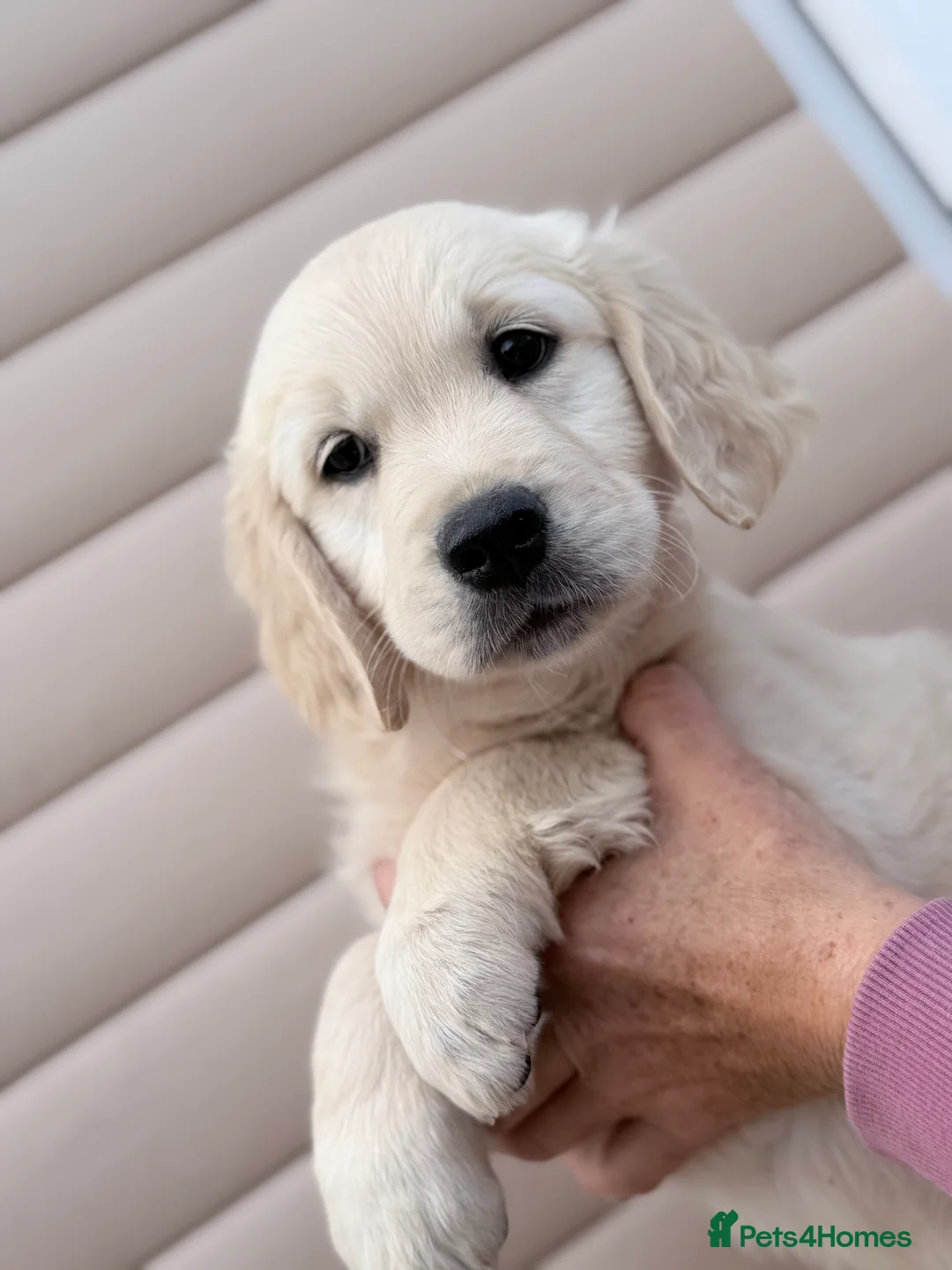 Golden Retriever dogs for sale: Golden retrievers - Advert 2