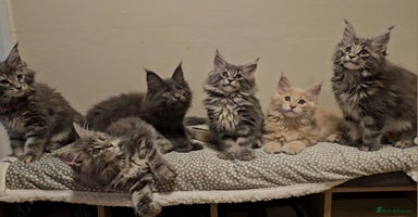 Maine Coon cats - Advert 11