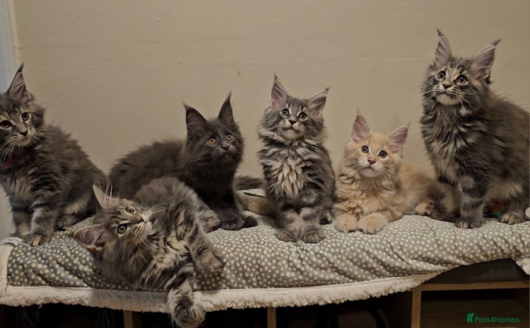 Maine Coon cats - Advert 7