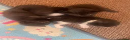 Domestic Shorthair cats for sale: Beautiful litter of Kittens 3xfemale 1xmale 😻 - Advert 2