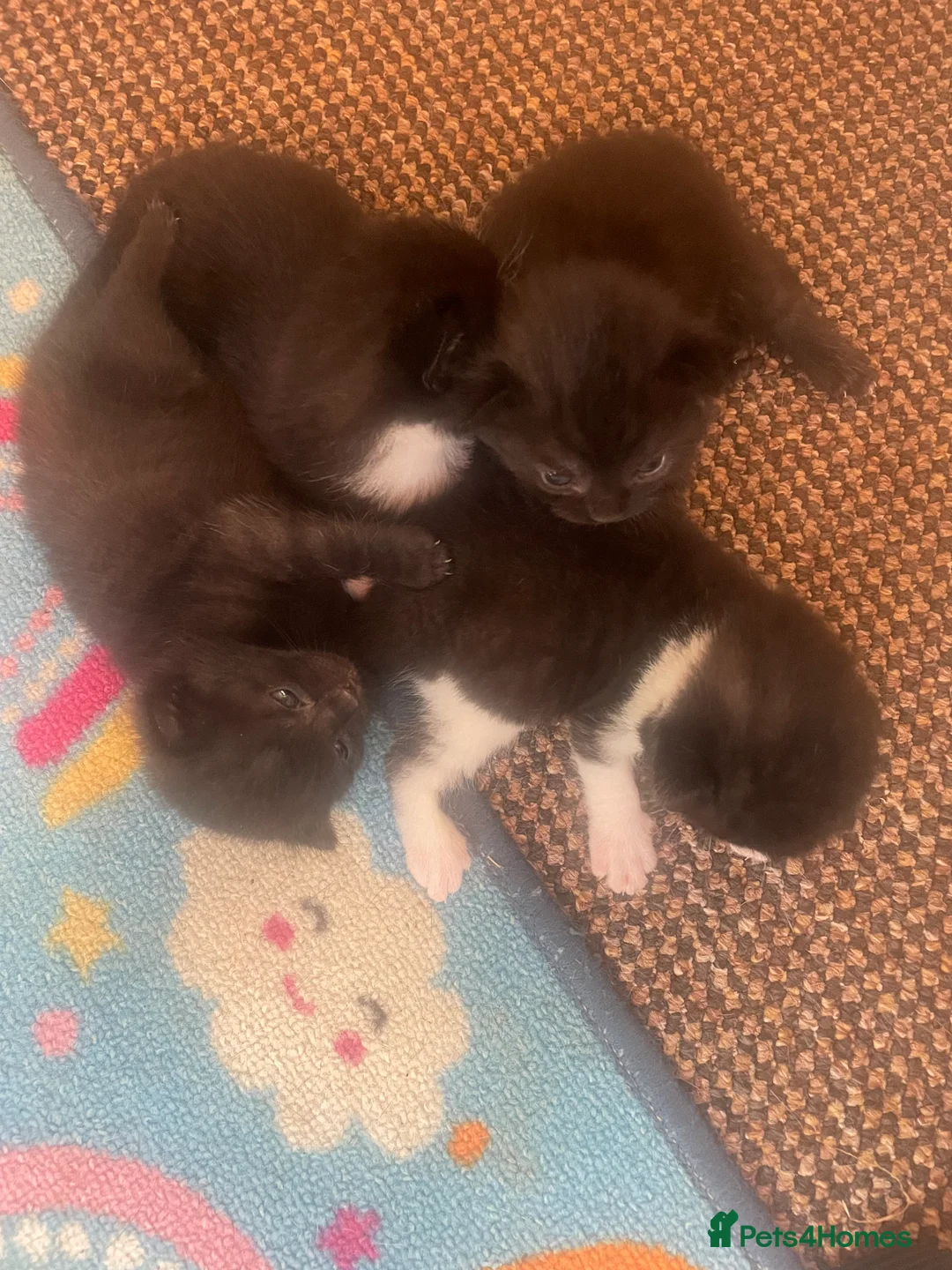 Domestic Shorthair cats for sale: Beautiful litter of Kittens 3xfemale 1xmale 😻 - Advert 2