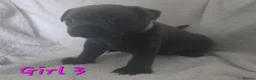 Staffordshire Bull Terrier dogs for sale: Stunning Blue Staffordshire Bull terrier puppy's  - Advert 14
