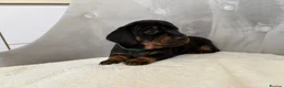 Miniature Dachshund dogs for sale: Miniature Dachshund - Advert 16