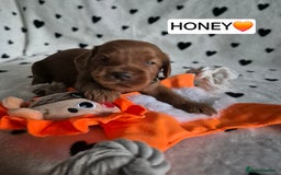 Cavapoo dogs for sale: 🧡 HEALTH TESTED F1B CAVAPOO  PUPPIES🧡 - Image 3