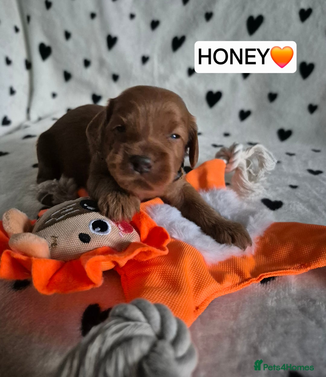 Cavapoo dogs for sale: 🧡 HEALTH TESTED F1B CAVAPOO  PUPPIES🧡 - Image 3