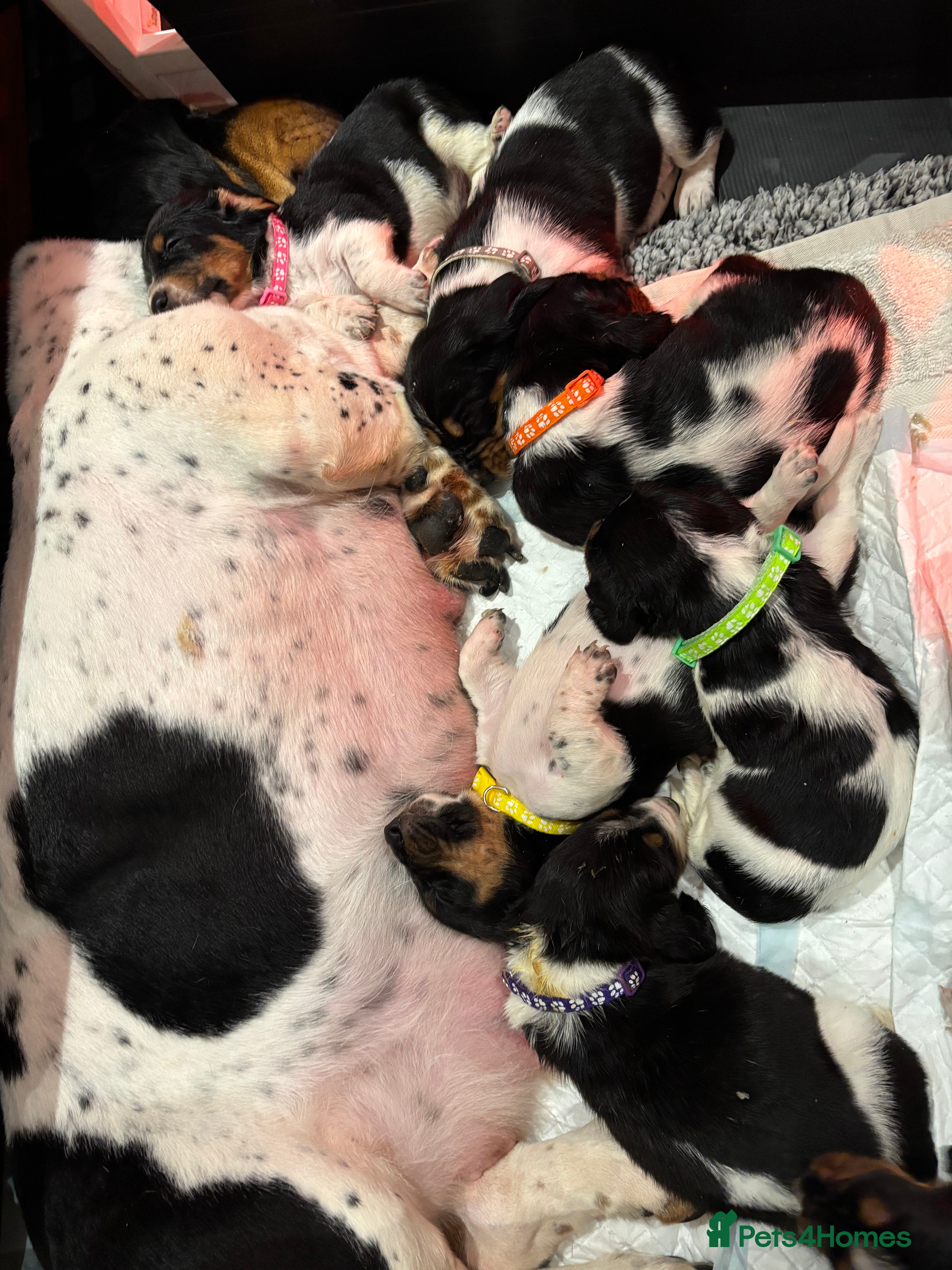 Basset Hound dogs Bassett hound puppies  - Advert 2