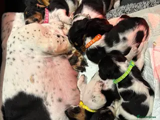 Basset Hound dogs Hungarian bloodlines 2 girls and 1 boy left - Advert 2