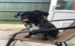 Frug dogs for sale: Loveable Frug looking for a forever sofa!  - Image 1