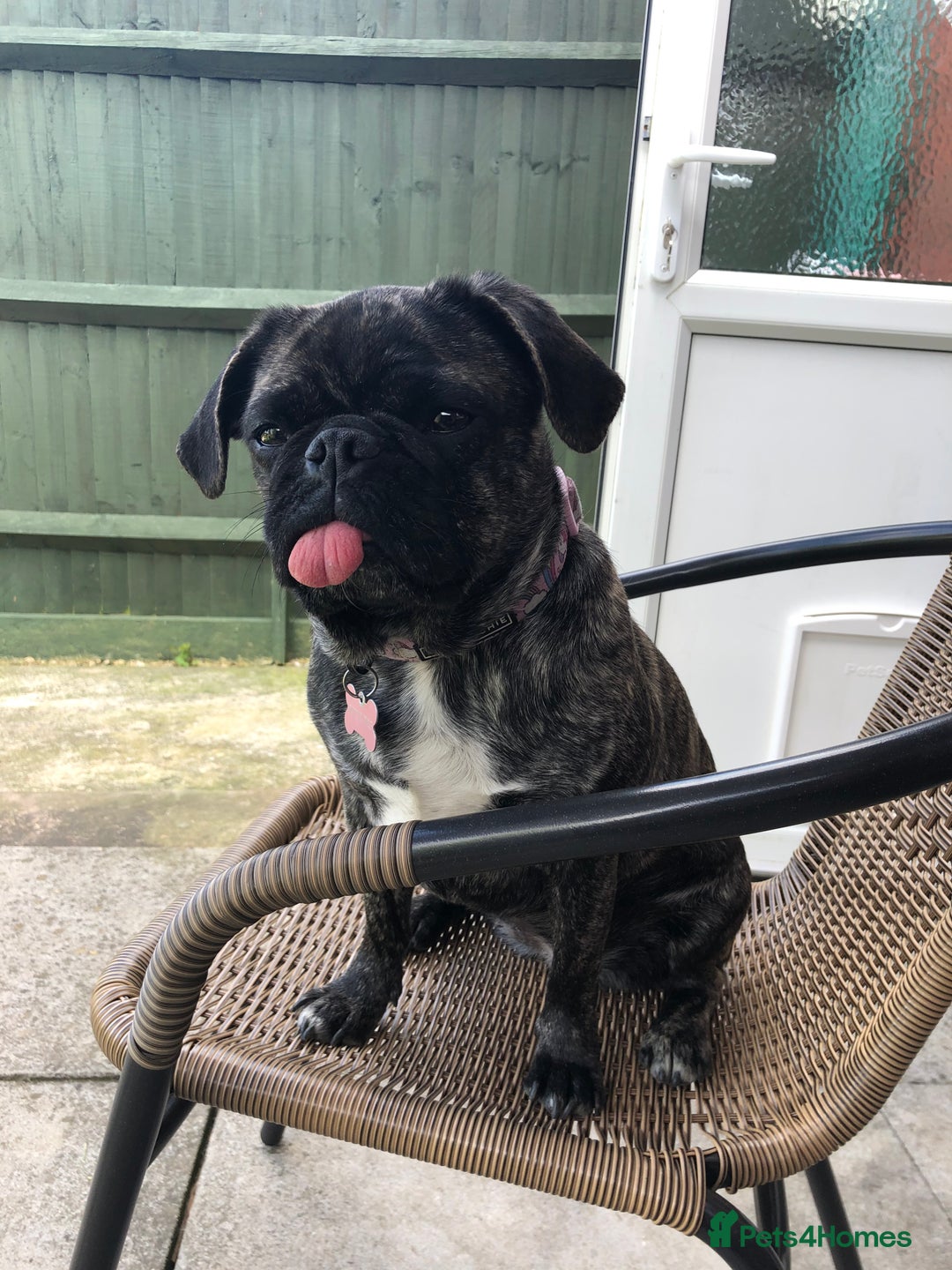 Frug dogs for sale: Loveable Frug looking for a forever sofa!  - Image 1