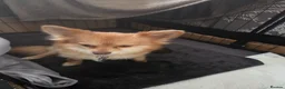 Pomchi dogs for sale: pomchi puppies for sale - Advert 10