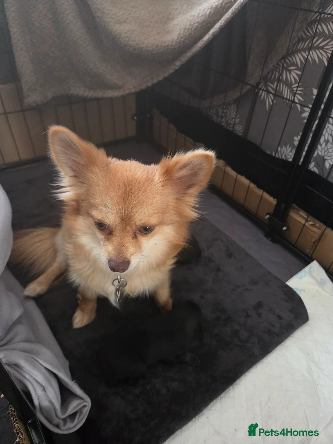 Pomchi dogs for sale: pomchi puppies for sale - Advert 10