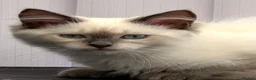 Siberian cats for sale: *Ready To Leave!* Siberian Neva Masquerade Kittens - Advert 4