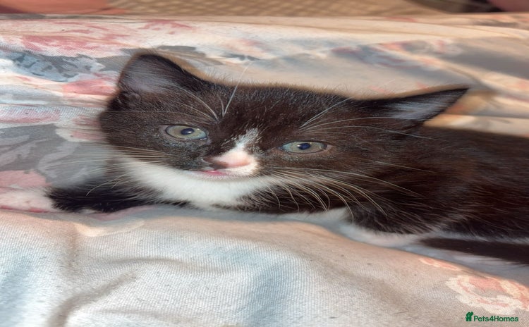 Ragdoll cats - Advert 10