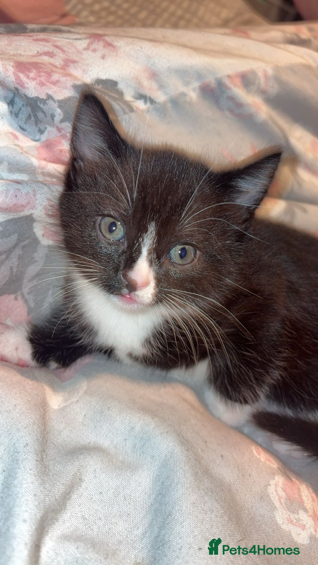 Ragdoll cats for sale: Kittens for sale  - Image 1