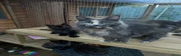 Maine Coon cats for sale: Maine Coon girl looking for retirement home - Advert 6