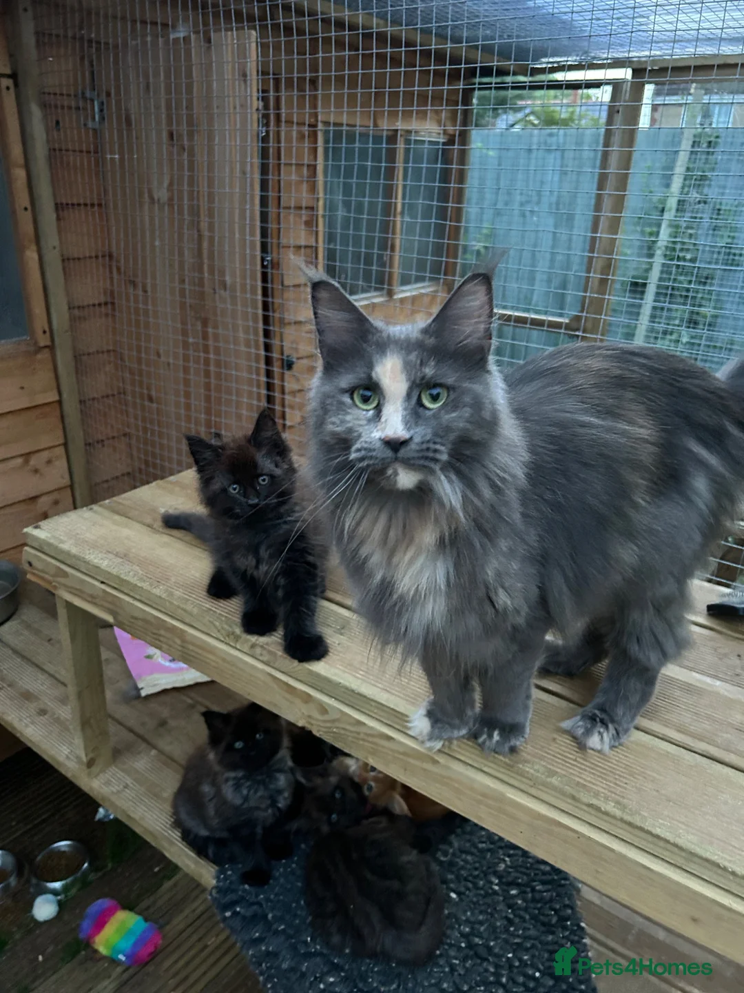 Maine Coon cats for sale: Maine Coon girl looking for retirement home - Advert 6