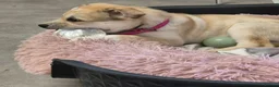 Mixed Breed dogs for sale: Beautiful Staffy x Husky Pups - Advert 11